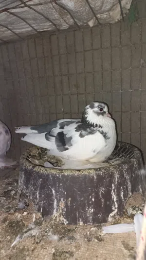 كوبيه هزاز مدحيه مصوقره