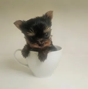 yorkishaier
