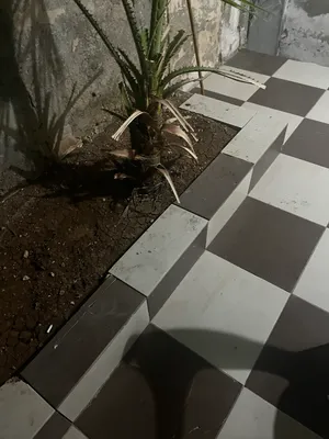 شجرة نخيل واشنطونيا