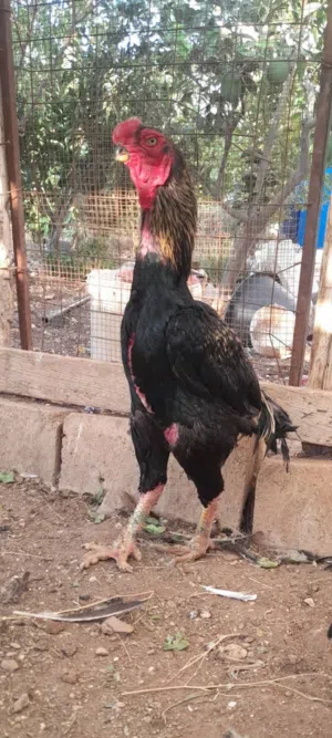 3 جاجات وديكين الماني