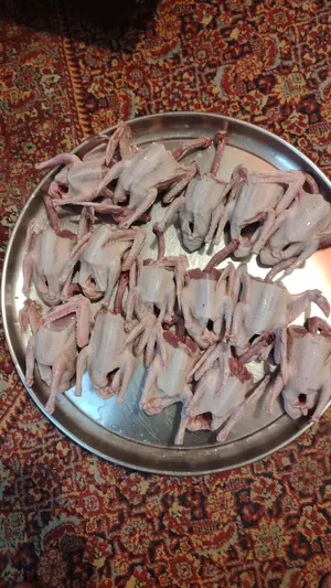 ‏حمام‏0