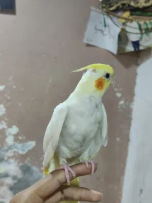 طيور كوكتيل نتيا فحل للبيع زوج