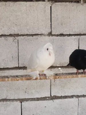 السلام عليكم متاح تك فحل دمكش