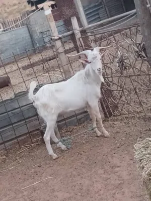جدي فرنساوي سن تانيه