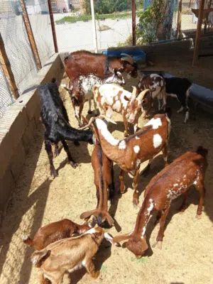 اغنام للبيع