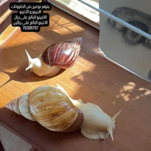 الحلزون الافريقي العملاق
