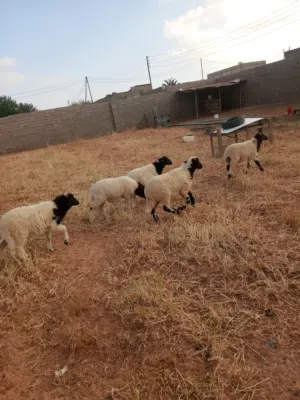 بسم الله ماشالله 5 خرفان ربي يبارك يعيدو مسلان الله يبارك مكان ابوصر