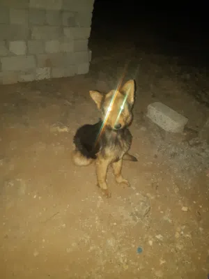 كلبه للبيع