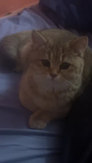 للبيع نثية سكوتش ستريت