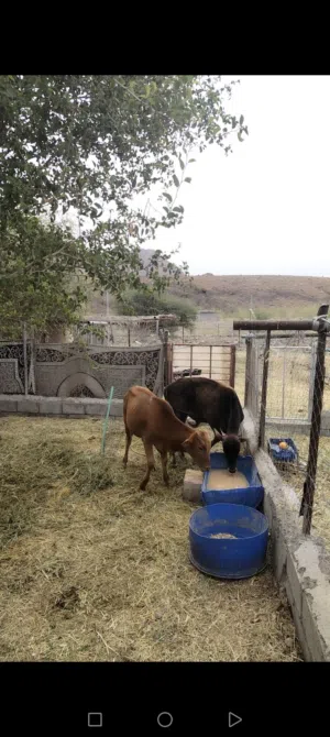 عجاله عمانيات اثنينه