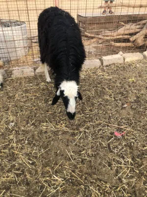 اذكر الله م شاء الله تبارك الرحمن للبيع كبش مهجن رقم. التواصل ف الوصف