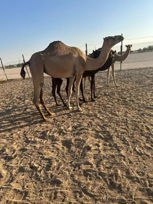 Camels4