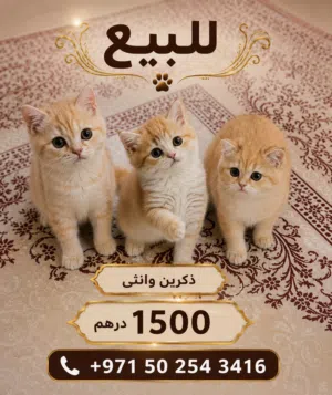 متوفر قطاو سكوتش قولد ستريت و فولد