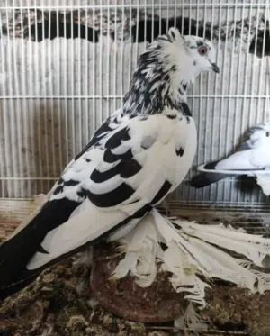 كوبيه الله يبارك هزاز