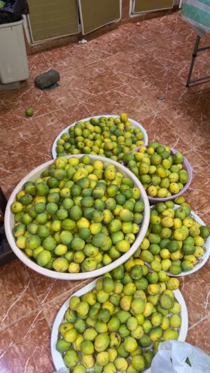 مانجو (لمبا ) الكيلو ب ريال
