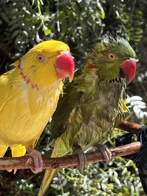 Parrots0