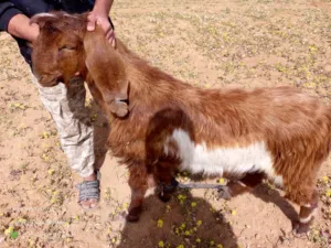 جدي وزن 30 كيلو للبيع بمادبا