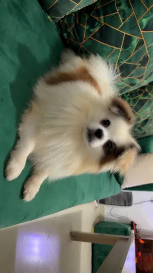 Spitz  Pomeranian