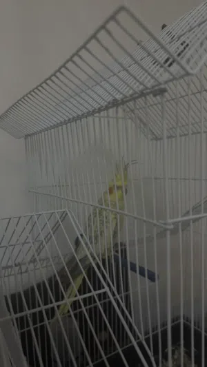 Cockatiel bird