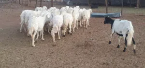 مراح جمله غنم حريه ومعزى بريه
