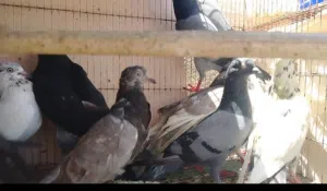 حمام عاديات اقرا الوصف