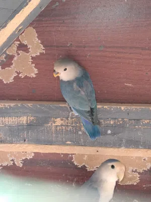 السلام عليكم  عندي كوبيه روز للبيع  جمله