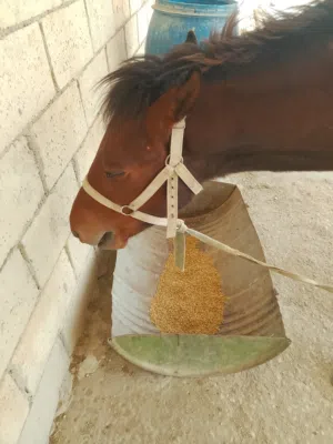 مهر ذكر مميز للبيع بسعر مغري