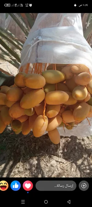 ‏تمور‏0