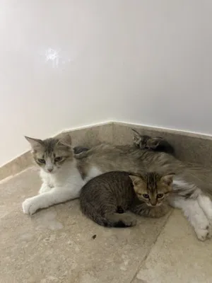 قطط شيرازية للبيع (أم مع أطفالها او كل قطة على حدة)
