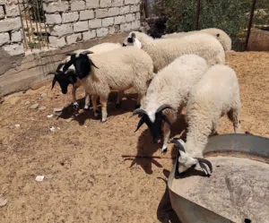 بسم الله  توكلنا على الله  7 خرفان  خاليات من العيوب أعمارهم من 6إلى 7شهور للبيع سعر الخروف 1750