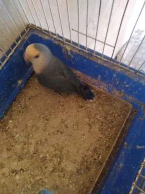 السلام عليكم انت يا روز ما شاء الله اللون ازرق اقرا الوصفه