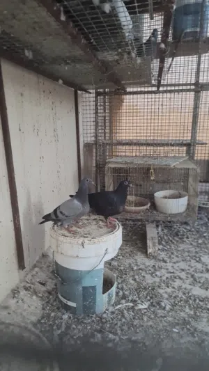 للبيع حمام زاجل