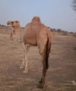 بيع ناقه حائل سمين