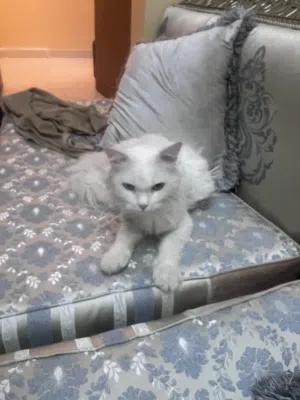 قط جميل ونظيف وأليف جدا ممتاز نادر