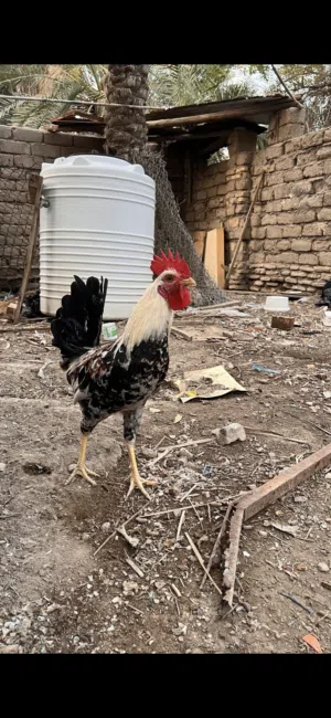 ديك دندراوي للبيع