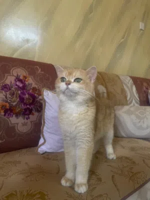 سكوتش ستريت  y11