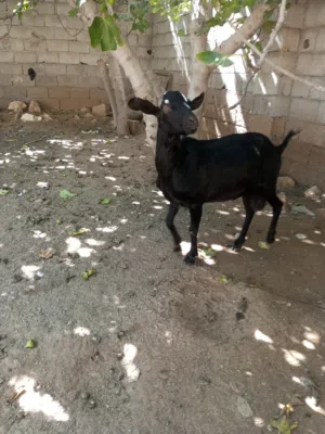 جدي فرنساوى
