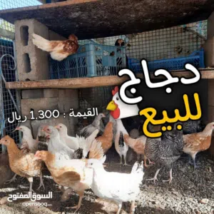 دجاج عماني للبيع