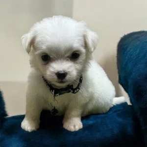 بنوته هافانيز Havanese ميني عندها 47يوم
