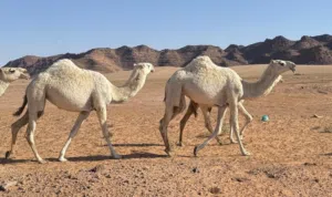 للبيع بكار مزاين