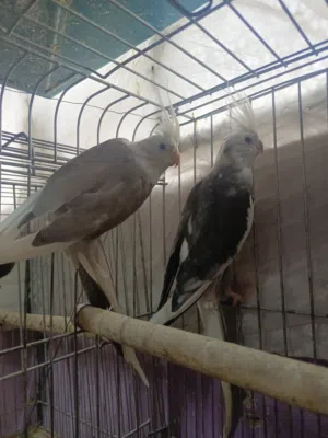 جوز كوكتيل وايت فيس