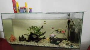 حوض سمك  حجم كبير متر في نصف متر مع كامل معداته بسعر مغري جدا وطاولة القاعدة خشب هدية