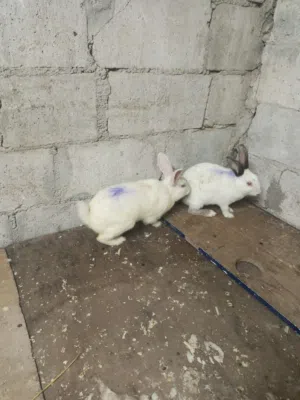 أرنب للبيع