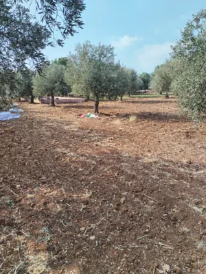 Farm Land for Sale in Jerash Tal Al-Rumman