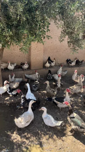 قطيع بط للبيع شغال مع فراخ