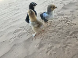 متوفر كتكوت برهماء للبيع