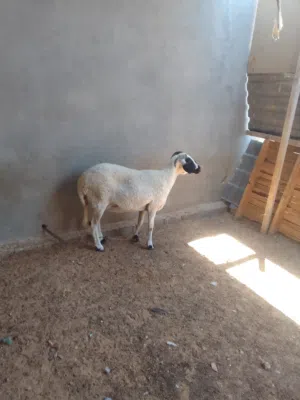 السلام عليكم نعجة سنھة رباع