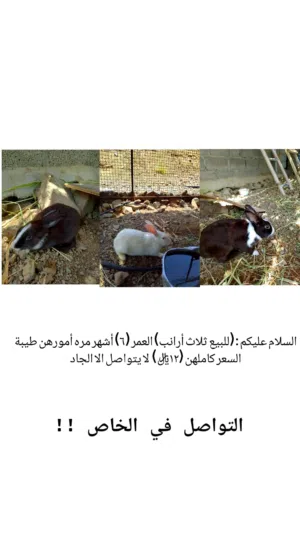 ثلاث ارانب للبيع