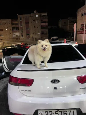 كلاب وجراوه بومورينيان للبيع