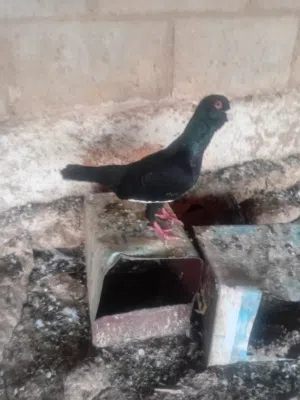 جوزين نخب أول للبيع